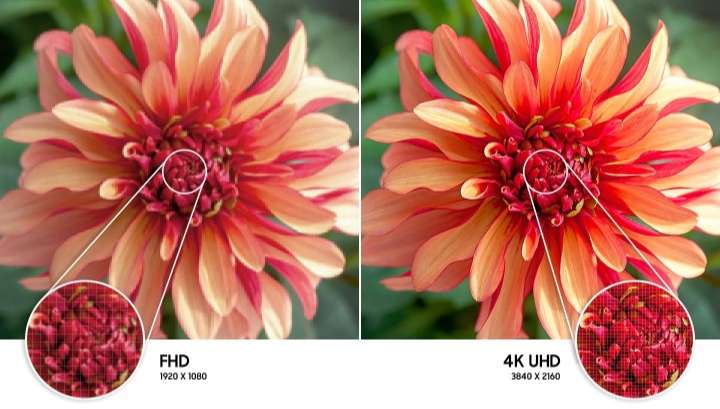 Hình ảnh bông hoa ở bên phải so với bên trái cho thấy độ phân giải hình ảnh chất lượng cao hơn được tạo ra bởi công nghệ 4K UHD.